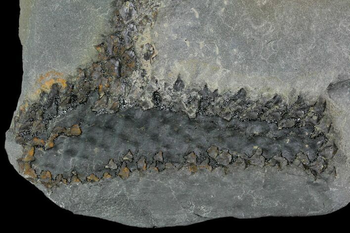 Pennsylvanian, Fossil Moss (Lepidodendron) Plate - Alabama #111205